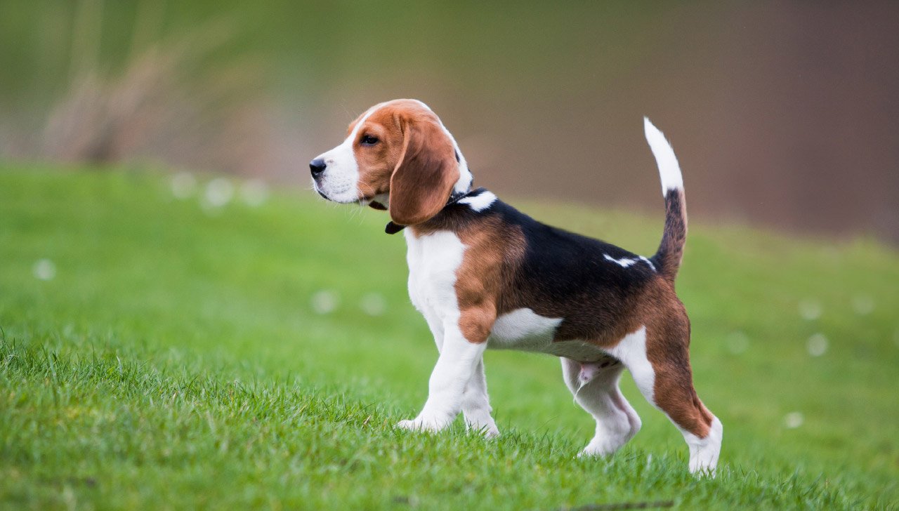 Top 10 Dog Breeds Perfect for Australian Families