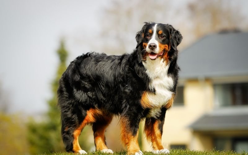 How to Rehome Your Dog Near You in Australia (Free and Fast)